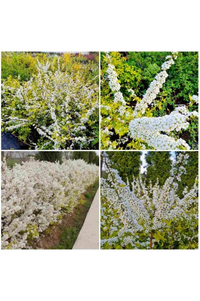 Спірея сливолиста Голдфаєр  - 3л/вис.80-100см/Ø30-40см